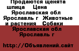 Продаются щенята шпица. › Цена ­ 20 000 - Ярославская обл., Ярославль г. Животные и растения » Собаки   . Ярославская обл.,Ярославль г.